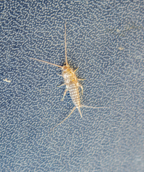 lepisma on the tortered cover of an old book. Пешеходные книги и газеты. Кормление насекомых на бумаге - серебристая рыба, леписма
