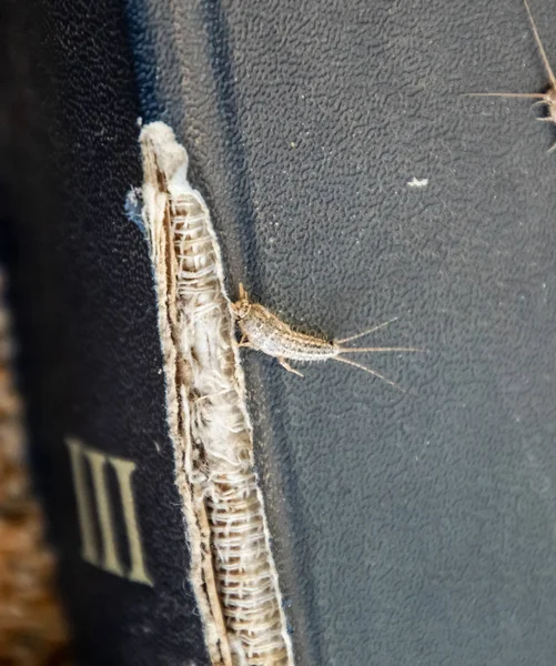 Lepisma on the tattered cover of an old book. Pest books and newspapers. Insect feeding on paper - silverfish, lepisma — Stock Photo, Image