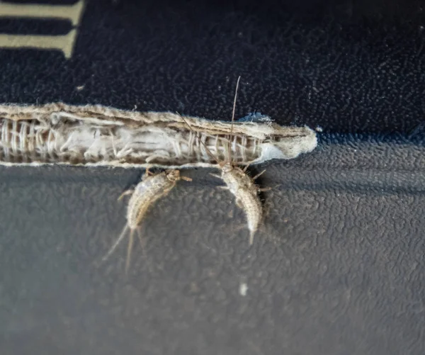 Lepisma en la cubierta andrajosa de un libro viejo. Libros de plagas y periódicos. Alimentación de insectos sobre papel - pez plateado, lepisma —  Fotos de Stock