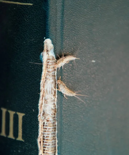 Lepisma na capa esfarrapada de um livro antigo. Livros de pragas e jornais. Insetos que se alimentam de papel - silverfish, lepisma — Fotografia de Stock