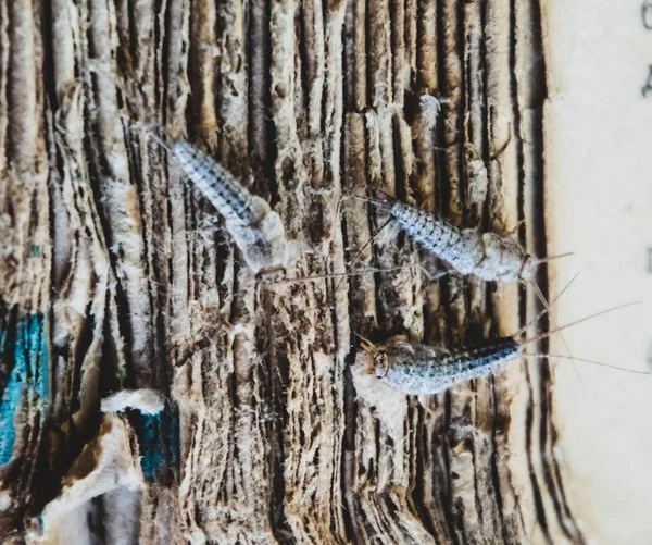 Peixe prateado três peças na capa rasgada de um livro antigo. Livros de pragas e jornais. Alimentação de insetos em papel - silverfish — Fotografia de Stock