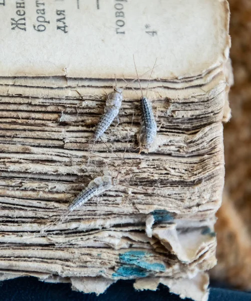 Silberfische drei Stücke auf dem zerrissenen Einband eines alten Buches. Schädlingsbekämpfung Bücher und Zeitungen. Insektenfresser auf Papier - Silberfische — Stockfoto
