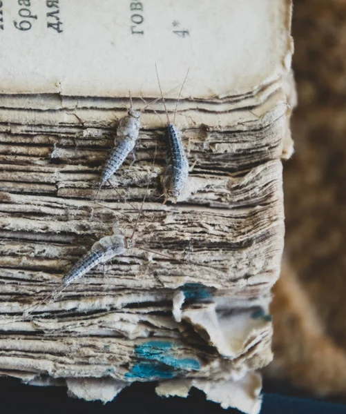 Silverfish trois pièces sur la couverture déchirée d'un vieux livre. Livres et journaux antiparasitaires. Insectes se nourrissant de papier - poisson argenté — Photo