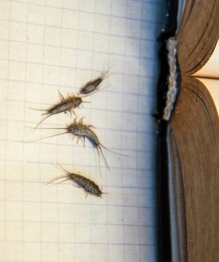 Haşere kitapları ve gazeteleri. Kağıt üzerinde böcek besleme - açık kitap yakınında birkaç parça gümüş balığı.