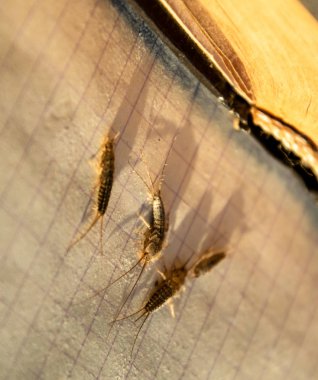 Haşere kitapları ve gazeteleri. Kağıt üzerinde böcek besleme - açık kitap yakınında birkaç parça gümüş balığı.