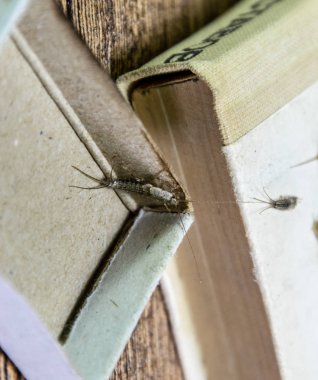 Kibrit kutusunda gümüş balığı. Haşere kitapları ve gazeteleri. Kağıt üzerinde böcek besleme - gümüş balığı