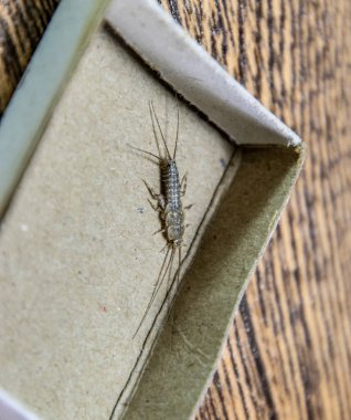 Kibrit kutusunda gümüş balığı. Haşere kitapları ve gazeteleri. Kağıt üzerinde böcek besleme - gümüş balığı