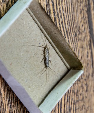 Kibrit kutusunda gümüş balığı. Haşere kitapları ve gazeteleri. Kağıt üzerinde böcek besleme - gümüş balığı