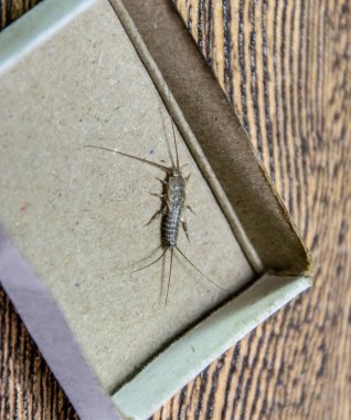 Kibrit kutusunda gümüş balığı. Haşere kitapları ve gazeteleri. Kağıt üzerinde böcek besleme - gümüş balığı