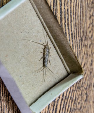 Kibrit kutusunda gümüş balığı. Haşere kitapları ve gazeteleri. Kağıt üzerinde böcek besleme - gümüş balığı