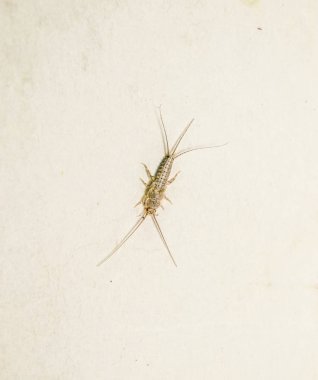 thermobia, zararlı kitaplar ve Gazeteler. Kağıt üzerinde - gümüş balık, thermobia besleme böcek