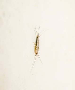 thermobia, zararlı kitaplar ve Gazeteler. Kağıt üzerinde - gümüş balık, thermobia besleme böcek