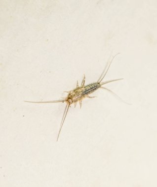 thermobia, zararlı kitaplar ve Gazeteler. Kağıt üzerinde - gümüş balık, thermobia besleme böcek