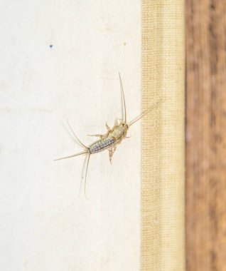 Thermobia domestica. Haşere kitaplar ve Gazeteler. Lepismatidae kağıt üzerinde - gümüş balık besleme böcek