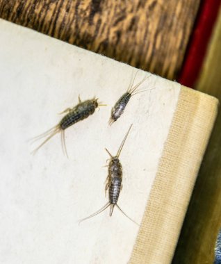 Thermobia domestica. Haşere kitaplar ve Gazeteler. Lepismatidae kağıt üzerinde - gümüş balık besleme böcek