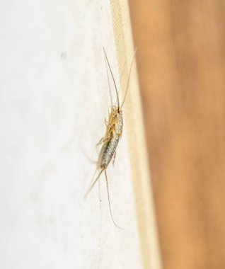 Thermobia domestica. Haşere kitaplar ve Gazeteler. Lepismatidae kağıt üzerinde - gümüş balık besleme böcek