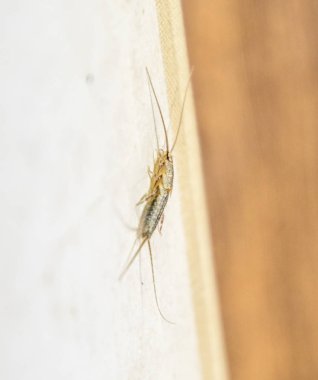 Thermobia domestica. Pest books and newspapers. Lepismatidae Insect feeding on paper - silverfish clipart
