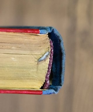 Thermobia domestica. Haşere kitaplar ve Gazeteler. Lepismatidae kağıt üzerinde - gümüş balık besleme böcek