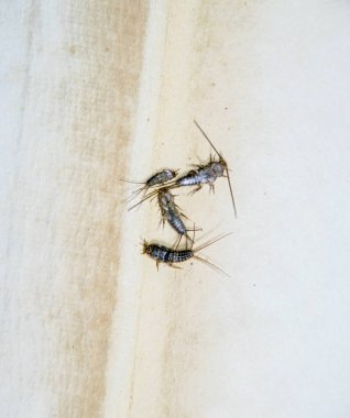 Thermobia domestica. Haşere kitaplar ve Gazeteler. Lepismatidae kağıt üzerinde - gümüş balık besleme böcek