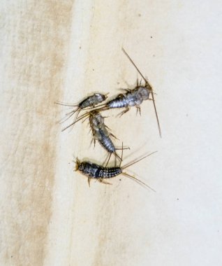 Thermobia domestica. Haşere kitaplar ve Gazeteler. Lepismatidae kağıt üzerinde - gümüş balık besleme böcek