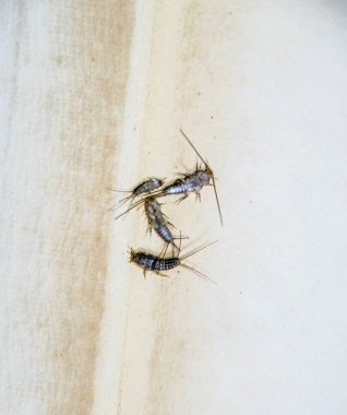 Thermobia domestica. Haşere kitaplar ve Gazeteler. Lepismatidae kağıt üzerinde - gümüş balık besleme böcek