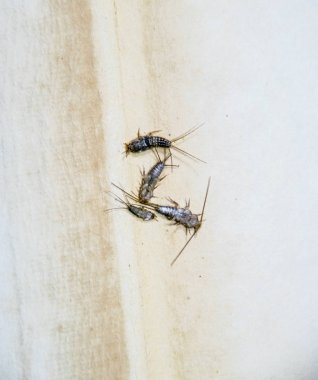Thermobia domestica. Haşere kitaplar ve Gazeteler. Lepismatidae kağıt üzerinde - gümüş balık besleme böcek