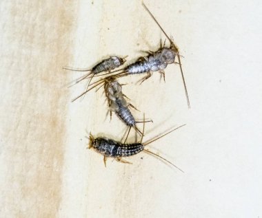 Thermobia domestica. Haşere kitaplar ve Gazeteler. Lepismatidae kağıt üzerinde - gümüş balık besleme böcek