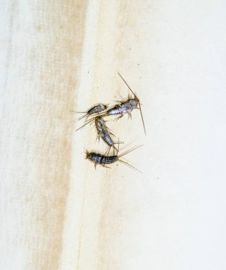 Thermobia domestica. Haşere kitaplar ve Gazeteler. Lepismatidae kağıt üzerinde - gümüş balık besleme böcek