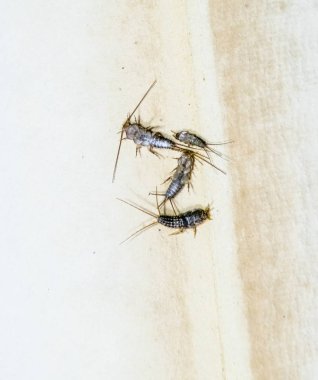 Thermobia domestica. Haşere kitaplar ve Gazeteler. Lepismatidae kağıt üzerinde - gümüş balık besleme böcek
