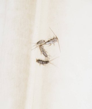 Thermobia domestica. Haşere kitaplar ve Gazeteler. Lepismatidae kağıt üzerinde - gümüş balık besleme böcek