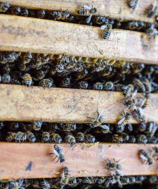 Açık arı kovanı. Kovan petek ile plank. Arıların kovan sürün. Bal arısı.