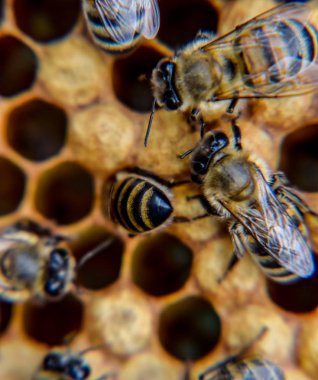 Makro fotoğraf arı. Bal arısı dansı. Arılar bir arı kovanında peteğin üzerinde.
