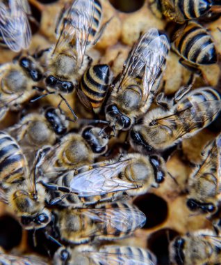 Makro fotoğraf arı. Bal arısı dansı. Arılar bir arı kovanında peteğin üzerinde.