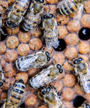 Makro fotoğraf arı. Bal arısı dansı. Arılar bir arı kovanında peteğin üzerinde.