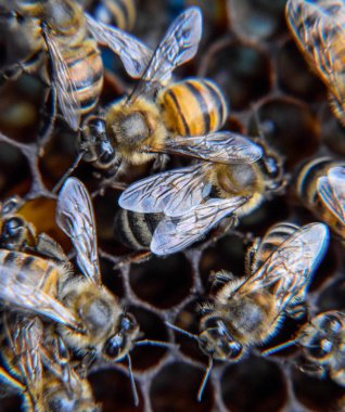 Makro fotoğraf arı. Bal arısı dansı. Arılar bir arı kovanında peteğin üzerinde.