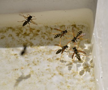 Eşek arıları Polistes su içmek