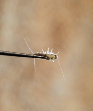 İğnenin üstündeki gümüş balığı. Haşere kitapları ve gazeteleri. Kağıt üzerinde böcek besleme - gümüş balığı