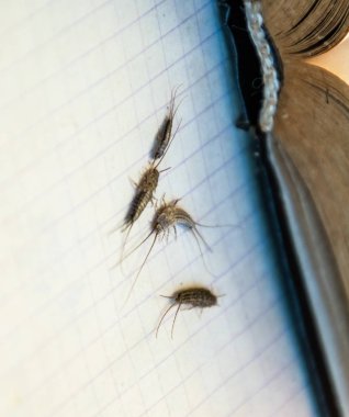 Haşere kitapları ve gazeteleri. Kağıt üzerinde böcek besleme - açık kitap yakınında birkaç parça gümüş balığı.