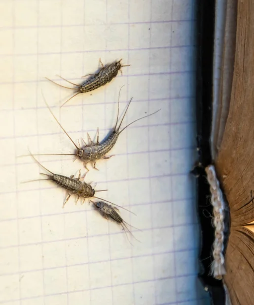 Pest books and newspapers. Insect feeding on paper - silverfish of several pieces near the open book. — Stock Photo, Image