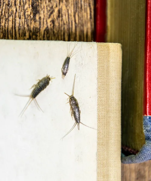 Thermobia, Pest books and newspapers. Insect feeding on paper - silverfish, thermobia — Stock Photo, Image
