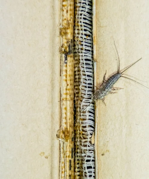 Thermobia domestica. Pest böcker och tidningar. Lepismatidae Insekt utfodring på papper - silverfisk — Stockfoto