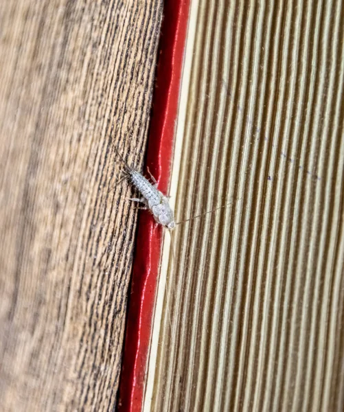 Thermobia domestica. Haşere kitaplar ve Gazeteler. Lepismatidae kağıt üzerinde - gümüş balık besleme böcek — Stok fotoğraf