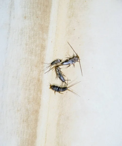 Thermobia domestica. Pest books and newspapers. Lepismatidae Insect feeding on paper - silverfish — Stock Photo, Image