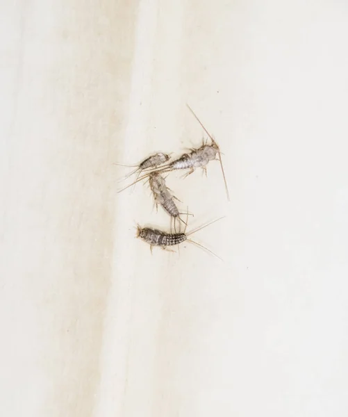 Thermobia domestica. Pest books and newspapers. Lepismatidae Insect feeding on paper - silverfish — Stock Photo, Image