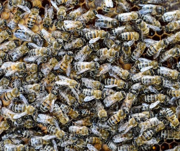 A dense cluster of swarms of bees in the nest. Working bees, drones and uterus in a swarm of bees. Honey bee. Accumulation of insects. — Stock Photo, Image