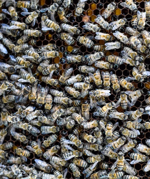 A dense cluster of swarms of bees in the nest. Working bees, drones and uterus in a swarm of bees. Honey bee. Accumulation of insects. — Stock Photo, Image