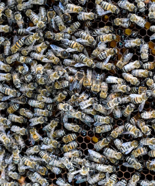 A dense cluster of swarms of bees in the nest. Working bees, drones and uterus in a swarm of bees. Honey bee. Accumulation of insects.
