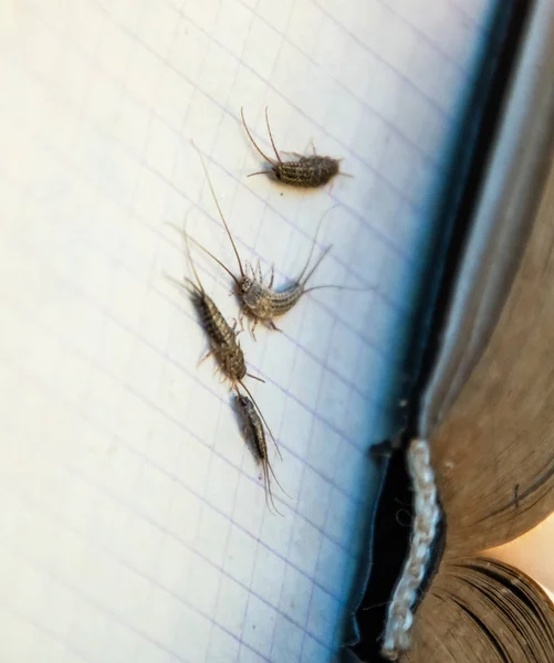 害虫の本や新聞。紙に餌を与える昆虫 - 開いた本の近くにいくつかの部分の銀魚. — ストック写真