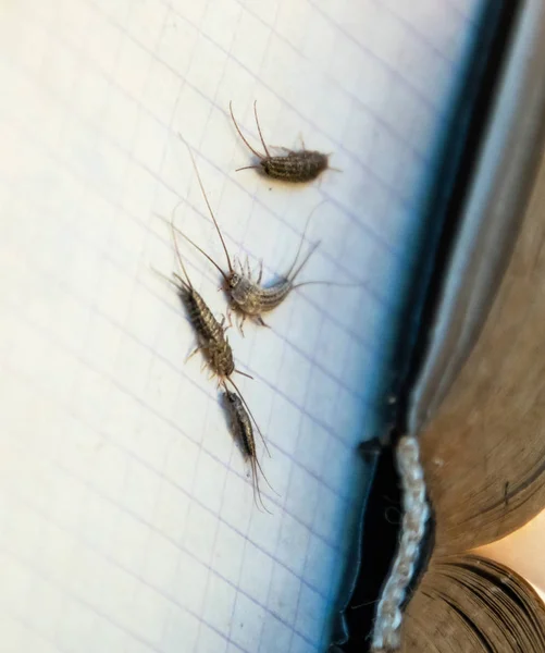 Pest books and newspapers. Insect feeding on paper - silverfish of several pieces near the open book. — Stock Photo, Image