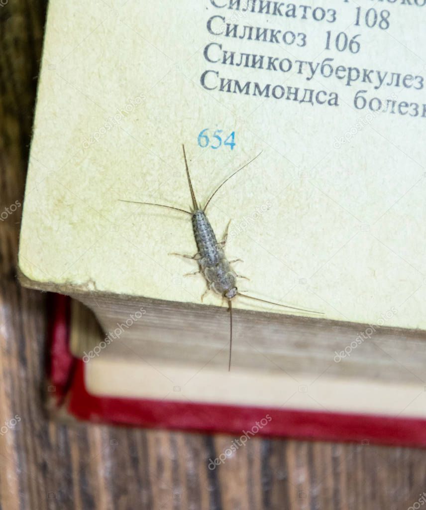 Thermobia domestica. Pest books and newspapers. Lepismatidae Insect feeding on paper - silverfish